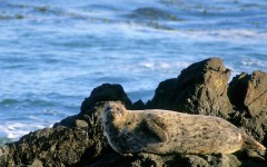 Desktop image. Animals. ID:35254