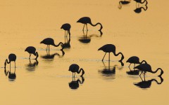 Desktop image. Animals. ID:35255