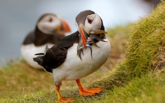 Desktop image. Animals. ID:53121