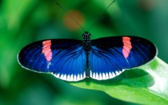 Desktop image. Animals. ID:35257