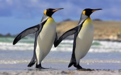 Desktop image. Animals. ID:35258