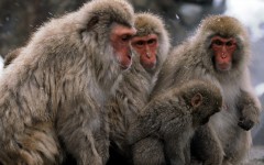 Desktop image. Animals. ID:35259