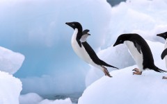 Desktop image. Animals. ID:35260