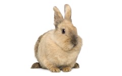 Desktop image. Animals. ID:35262