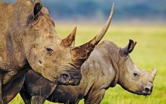 Desktop image. Animals. ID:35263