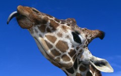 Desktop image. Animals. ID:35264