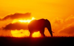 Desktop image. Animals. ID:35265