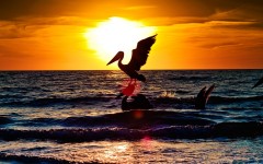 Desktop image. Animals. ID:35266