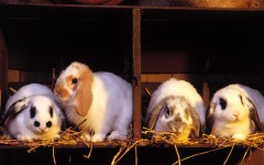 Desktop image. Animals. ID:35267