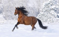 Desktop image. Animals. ID:35268