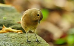Desktop image. Animals. ID:35269