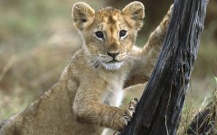 Desktop image. Animals. ID:35271
