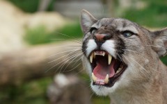 Desktop image. Animals. ID:35272