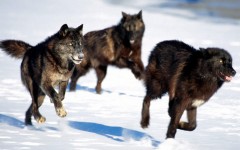 Desktop image. Animals. ID:35273