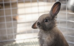 Desktop image. Animals. ID:53126