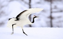 Desktop image. Animals. ID:35275