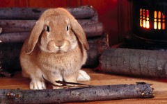 Desktop image. Animals. ID:35277