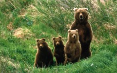 Desktop image. Animals. ID:35278
