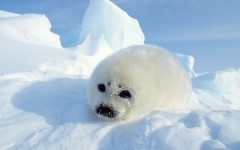Desktop image. Animals. ID:35280