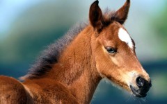 Desktop image. Animals. ID:35281