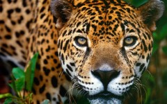 Desktop image. Animals. ID:35282