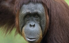Desktop image. Animals. ID:35284