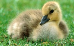 Desktop image. Animals. ID:35285