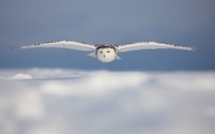 Desktop image. Animals. ID:35286