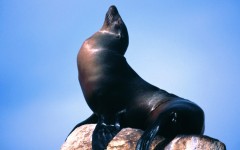 Desktop image. Animals. ID:35287