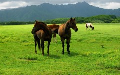 Desktop image. Animals. ID:35288