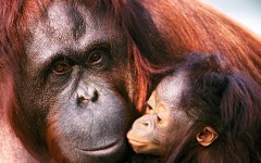 Desktop image. Animals. ID:35289