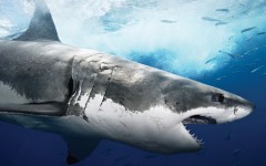 Desktop image. Animals. ID:50419