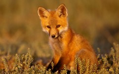 Desktop image. Animals. ID:35293