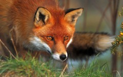 Desktop image. Animals. ID:35294