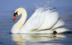 Desktop image. Animals. ID:35297