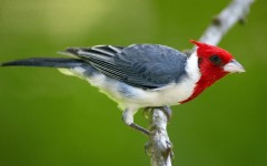 Desktop image. Animals. ID:35299