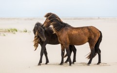Desktop image. Animals. ID:53293