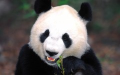 Desktop image. Animals. ID:35301