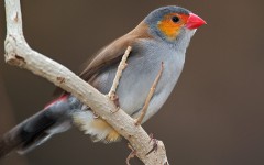 Desktop image. Animals. ID:35302