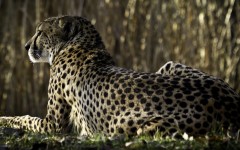 Desktop image. Animals. ID:35303