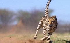 Desktop image. Animals. ID:35306
