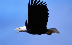 Desktop image. Animals. ID:35307