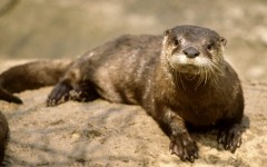 Desktop image. Animals. ID:35309