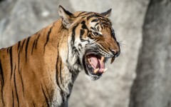 Desktop image. Animals. ID:53128