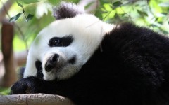 Desktop image. Animals. ID:35311
