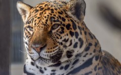 Desktop image. Animals. ID:53130