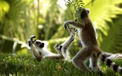 Desktop image. Animals. ID:35313