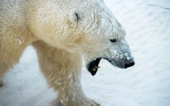 Desktop image. Animals. ID:35315