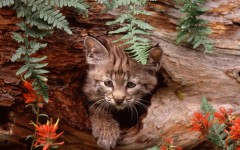 Desktop image. Animals. ID:35316