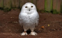 Desktop image. Animals. ID:35317